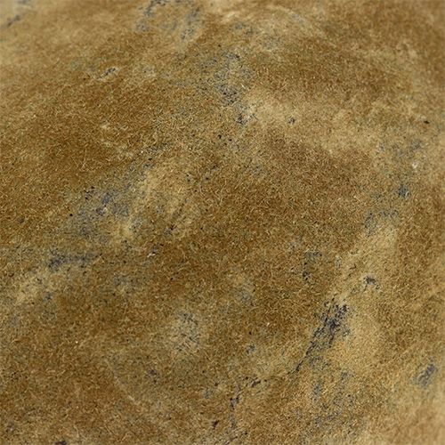 Floristik24 Baobab frukt naturlig 15cm - 20cm