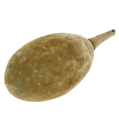Floristik24 Baobab frukt naturlig 15cm - 20cm