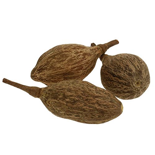 Floristik24 Baobab frukt skalad 15cm - 20cm naturell 5 st