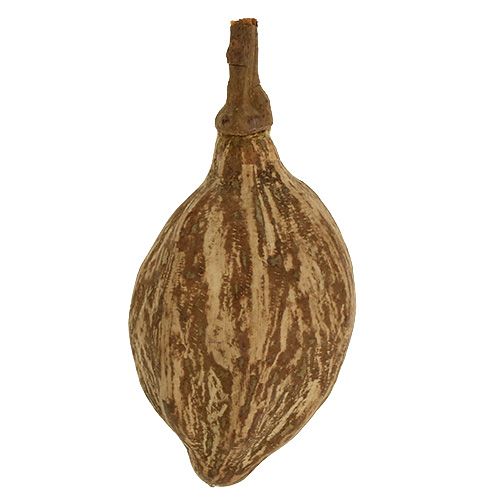 Floristik24 Baobab frukt skalad 15cm - 20cm naturell 5 st