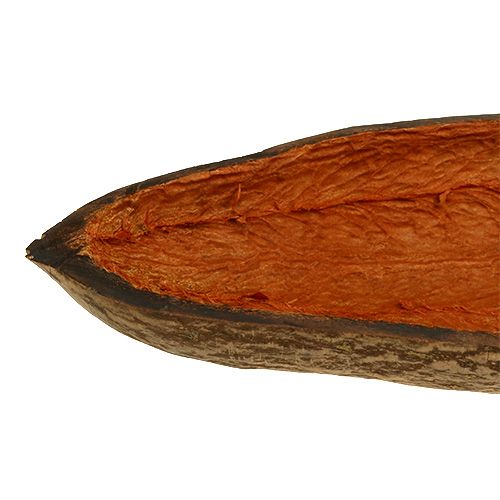 Floristik24 Baobab skål naturlig 30cm - 38cm skalad