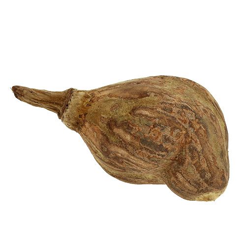 Floristik24 Baobab mini skalad naturlig 8cm - 12cm 250g