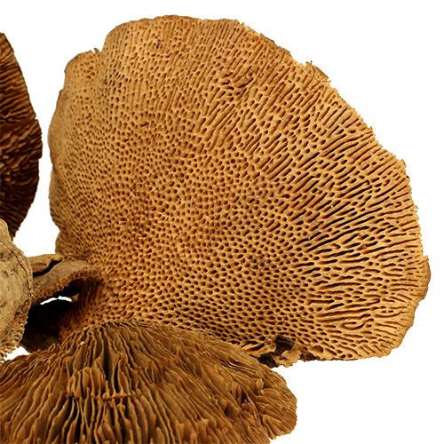 Floristik24 Trädsvamp naturligt 2 kg