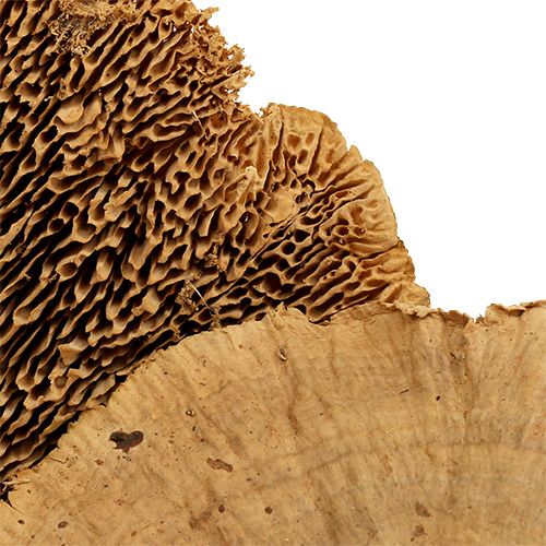 Floristik24 Trädsvamp natur 500g
