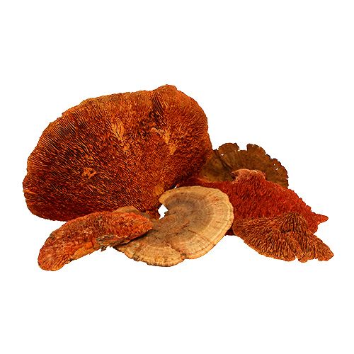 Floristik24 Trädsvamp orange 1 kg