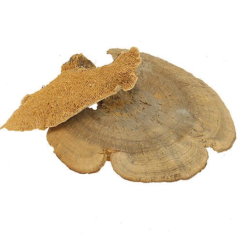 Floristik24 Trädsvamp naturliga dekorativa svampar torkade 6cm 1kg