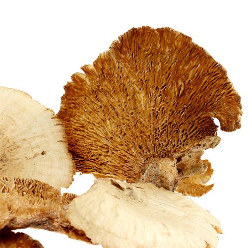 Artikel Trädsvamp blekt 1kg
