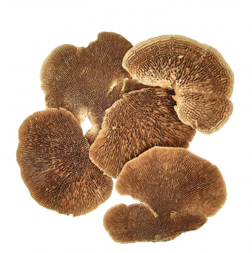 Floristik24 Trädsvamp liten naturlig trädsvamp dekoration 4-6cm 1kg