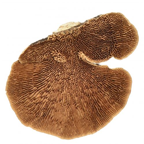 Floristik24 Trädsvamp liten naturlig trädsvamp dekoration 4-6cm 1kg
