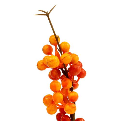 Floristik24 Bärgren apelsin L 30cm 12st