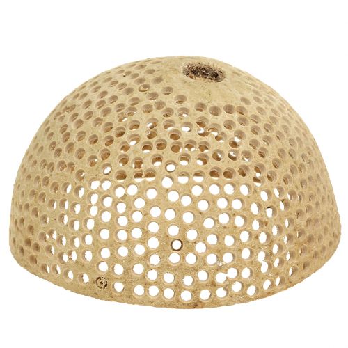Floristik24 Torkad frukt Bell Cup Naturlig sorgdekoration 8,5-11cm 10 st