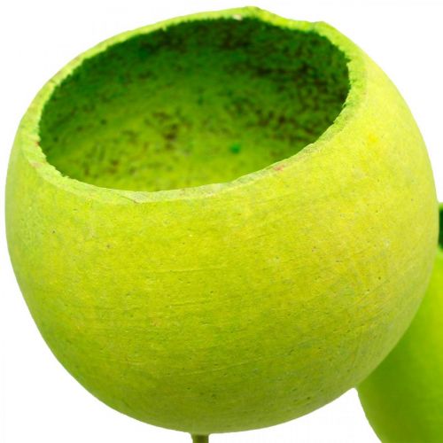 Artikel Bell Cup på pinne Green Dried Exotics 15 st