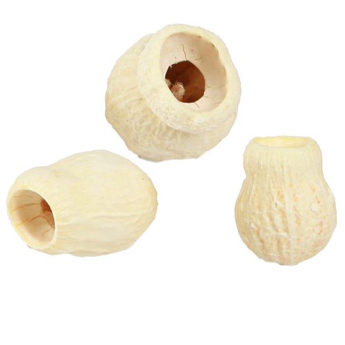 Artikel Bellgum torkad klockfrukt blekt 2,5-3,5cm 500g