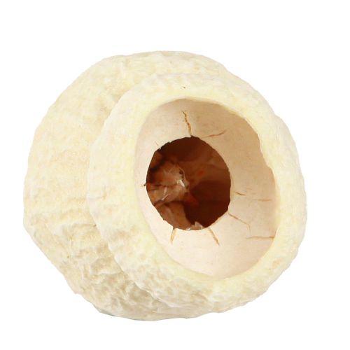 Artikel Bellgum torkad klockfrukt blekt 2,5-3,5cm 500g