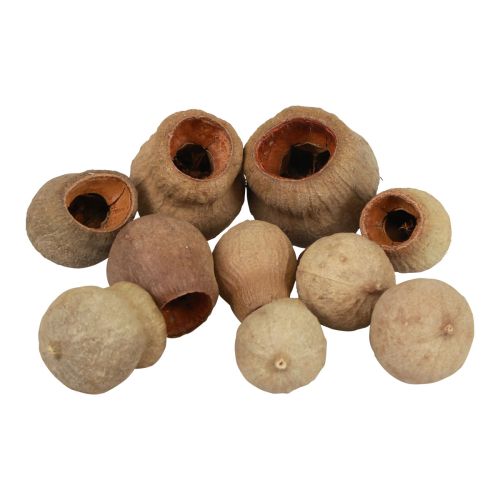 Bellgum bell fruit kapsel frukt naturlig dekoration brun 500g