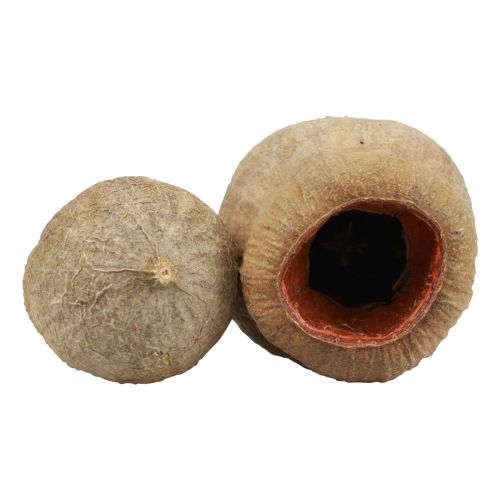 Floristik24 Bellgum bell fruit kapsel frukt naturlig dekoration brun 500g