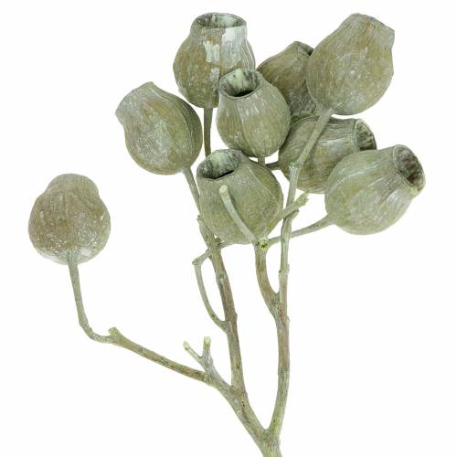 Floristik24 Bellgum gren 5cm - 7cm grön frostad 20 st