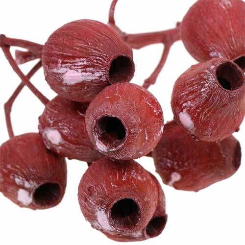 Artikel Bellgum gren 5cm - 7cm röd frostad 20 st