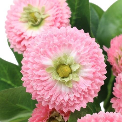 Floristik24 Bellis grupprosa 24 cm 2st
