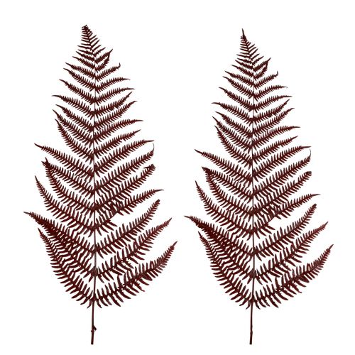 Artikel Ormbunke dekorativ fjällormbunke torkade blad vinröd 50cm 20 st