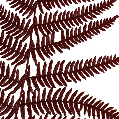 Artikel Ormbunke dekorativ fjällormbunke torkade blad vinröd 50cm 20 st