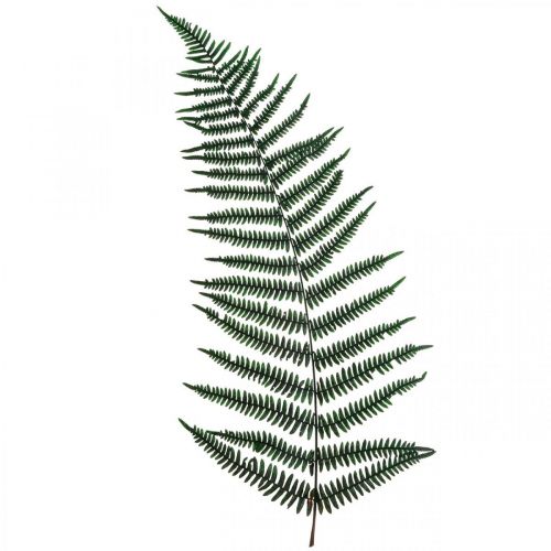 Artikel Bergormbunke dekorativ ormbunke konserverade ormbunksblad gröna 45cm 20st