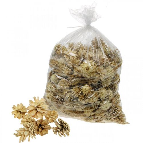 Floristik24 Bergkottar liten kräm 1kg