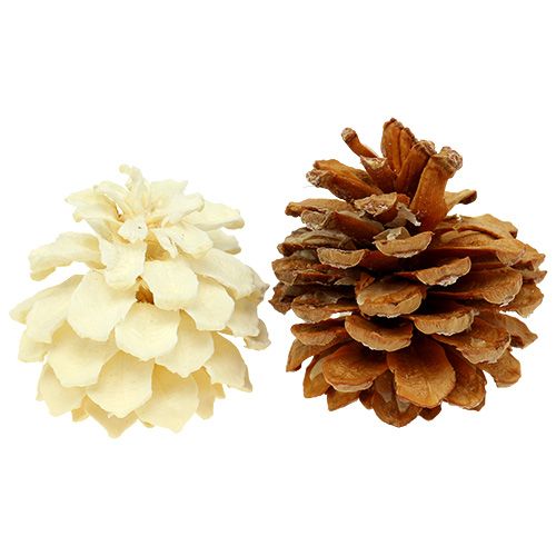 Floristik24 Bergkottar små blekta 3,5-5cm 1kg