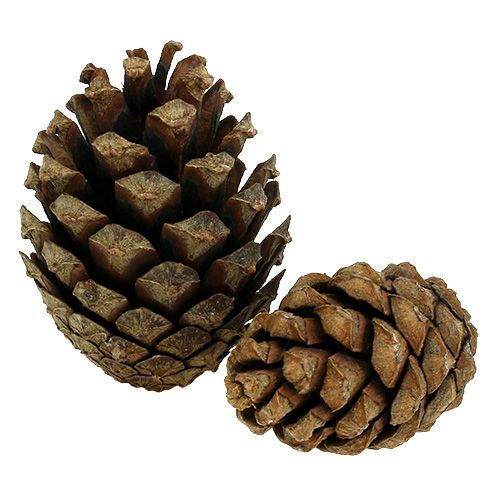 Floristik24 Bergkottar Kotar 2kg