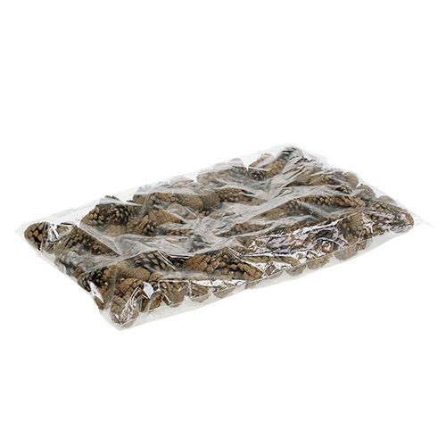 Floristik24 Bergkottar Kotar 2kg