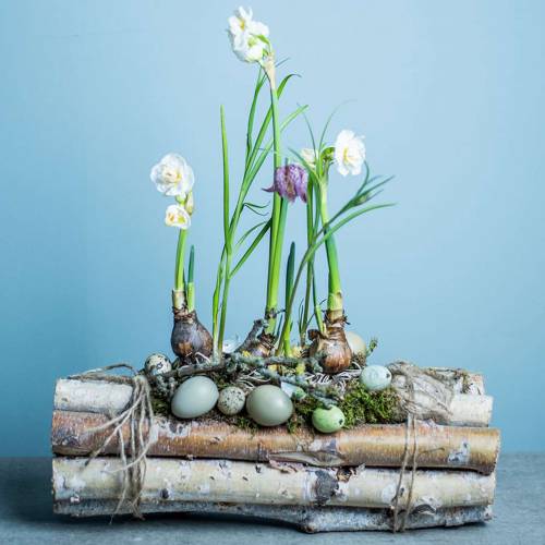 Floristik24 Björkgrenar buntade natur 30cm 8 st