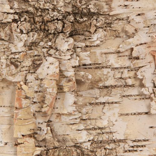 Floristik24 Björkbark dekorativa barklister naturvit 48×15cm 6 st