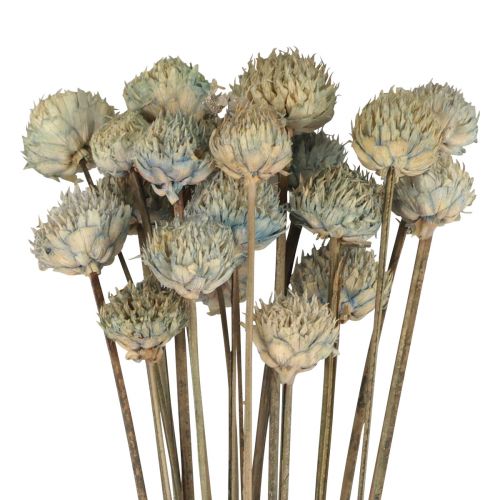 Wild Daisy Torkade Blommor Dekoration Blå Grön H36cm 20st