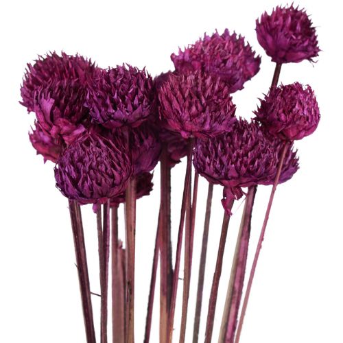 Artikel Wild Daisy torkade blommor dekoration violett H36cm 20st