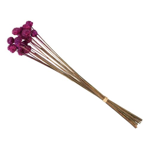 Floristik24 Wild Daisy torkade blommor dekoration violett H36cm 20 st