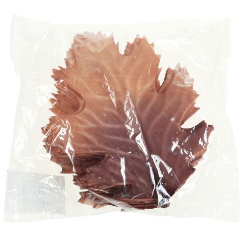 Floristik24 Röda eklöv höstlöv deco blad deco 13×19cm 12st