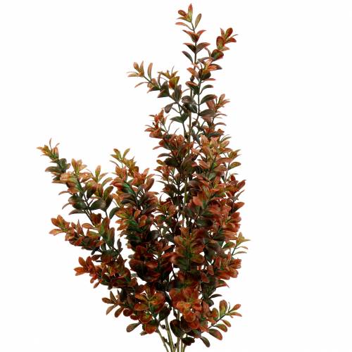 Floristik24 Boxwood gren hösten 50cm