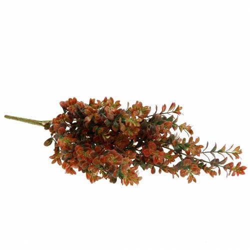 Floristik24 Boxwood gren hösten 50cm