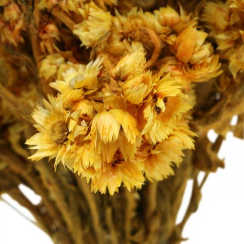Artikel Mini halmblomma gula torkade blommor gäng torr bukett H20cm 15g