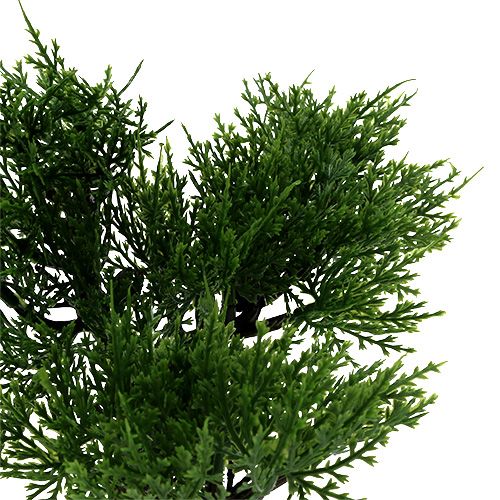 Floristik24 Bonsaiträd i en kruka H20cm