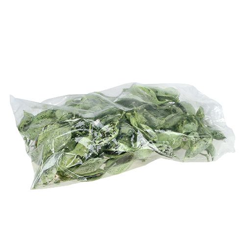 Artikel Brachyciton Grön frostad 500g