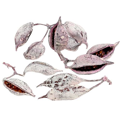 Floristik24 Brachyciton björnbär frostad 500g