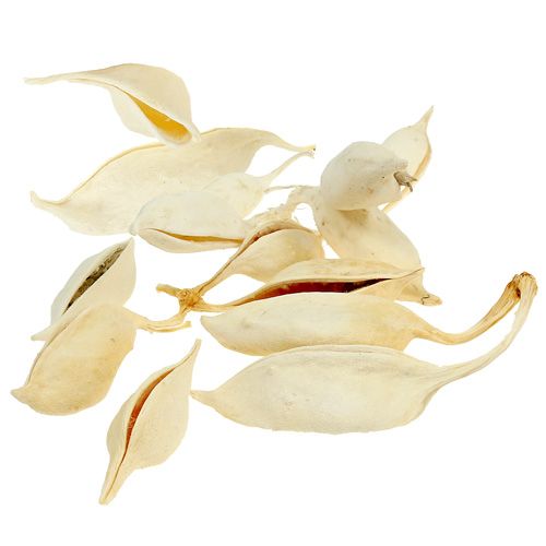 Artikel Brachyciton blekt 500g
