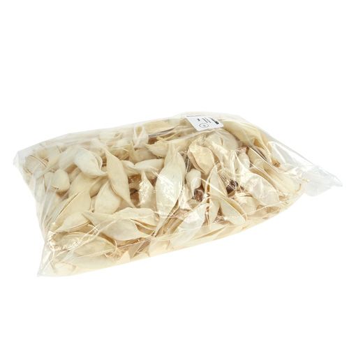 Artikel Brachyciton blekt 500g