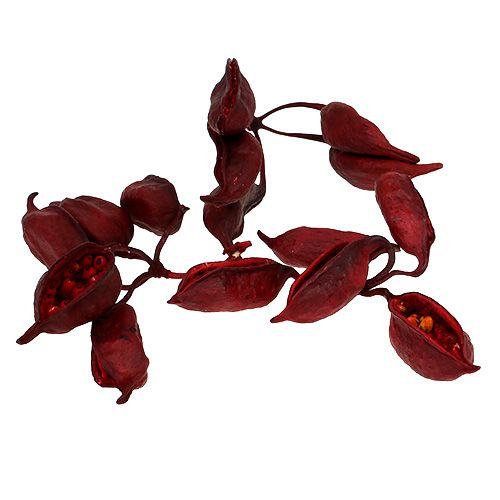 Brachyciton Röd 500g
