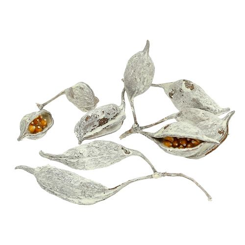 Brachyciton tvättad vit 500g