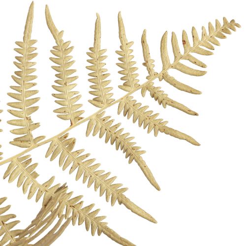 Artikel Torkade blommor dekorativ ormbunke torkade ormbunksblad 70cm 10 st