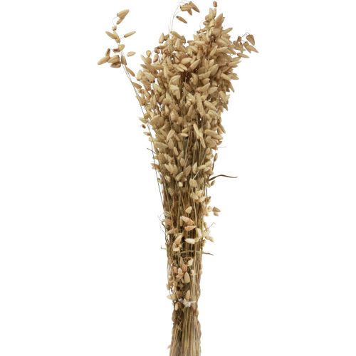 Floristik24 Torkat blomma quaking grass naturligt Briza prydnadsgräs 60cm 100g