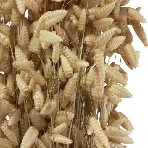 Floristik24 Torkat blomma quaking grass naturligt Briza prydnadsgräs 60cm 100g