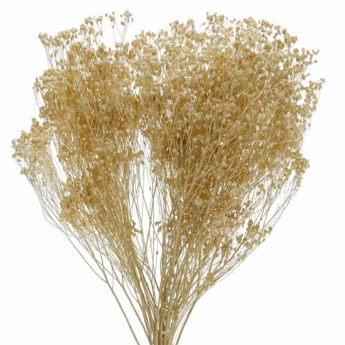 Floristik24 Torkade blommor Broom Bloom Blekt 140g